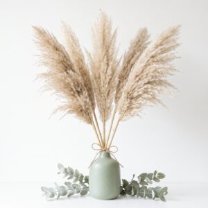 Herbe de la pampa — Lot de 5 tiges