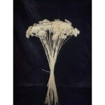 Achillea fleur séchée cyclamen 75cm pour compositions florales et bouquets champêtres