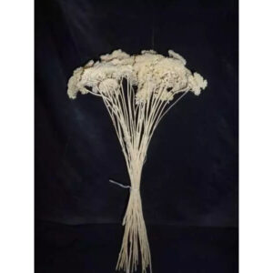 Achillea fleur séchée cyclamen 75cm pour compositions florales et bouquets champêtres