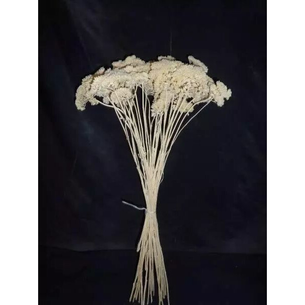 Achillea fleur séchée cyclamen 75cm pour compositions florales et bouquets champêtres