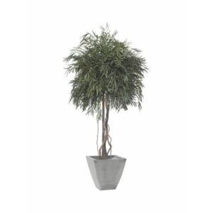 Arbre stabilisé Nicoly Crown 2 mètres VERDISSIMO pour décoration florale professionnelle