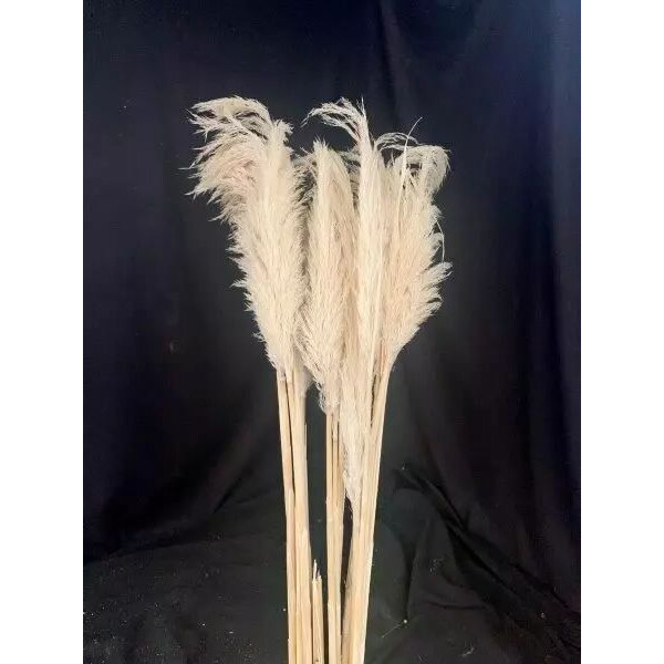 Fleurs séchées Cime di Patria blanc 120 cm pour compositions florales professionnelles