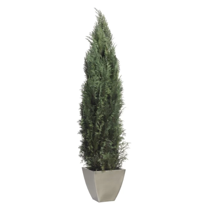 Conifère Columnaris stabilisé de 160 à 180 cm VERDISSIMO pour décoration florale professionnelle et aménagement végétal
