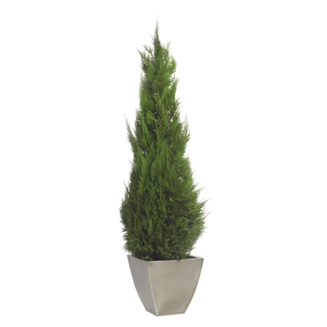 Conifère Stardust stabilisé de 140 à 160 cm pour compositions florales et décoration professionnelle