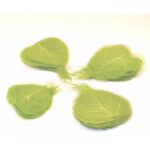 Feuilles squelette vert anis ultra fines avec nervures apparentes pour décoration florale professionnelle