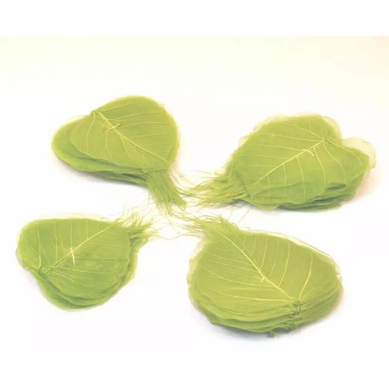 Feuilles squelette vert anis ultra fines avec nervures apparentes pour décoration florale professionnelle