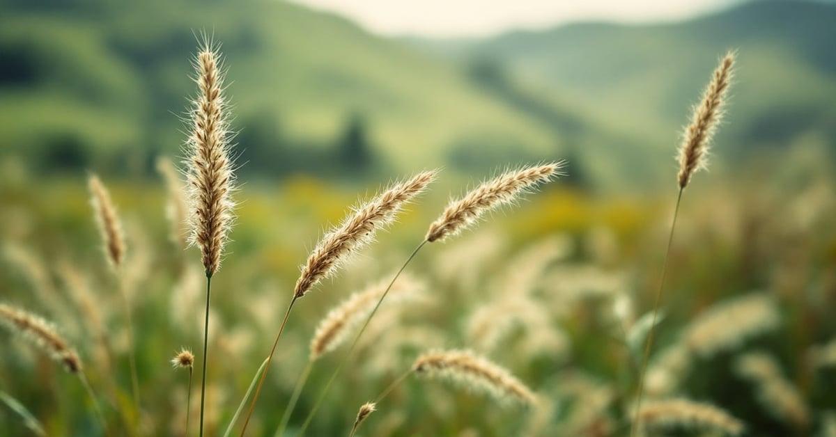 Herbe de la pampa aux panaches argentés se balançant dans un jardin naturel épuré