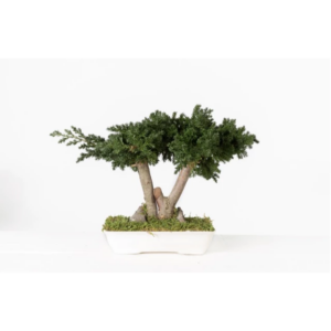 Bonsaï juniperus stabilisé 25 cm VERDISSIMO pour fleuriste et décoration professionnelle