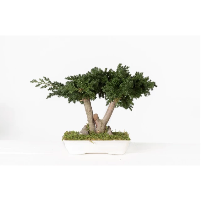 Bonsaï juniperus stabilisé 25 cm VERDISSIMO pour fleuriste et décoration professionnelle