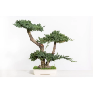 Bonsaï Juniperus stabilisé 50 cm VERDISSIMO pour fleuristes et décorateurs
