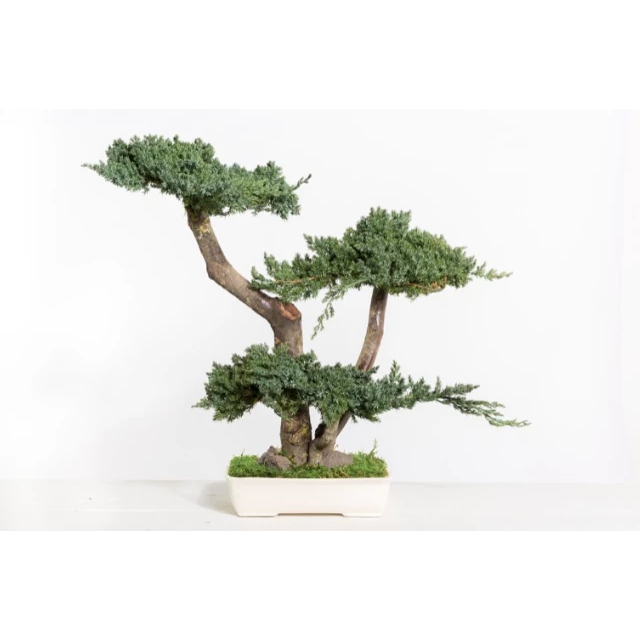 Bonsaï Juniperus stabilisé 50 cm VERDISSIMO pour fleuristes et décorateurs