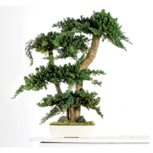 Bonsaï Juniperus stabilisé 70 cm VERDISSIMO pour compositions florales et décoration professionnelle