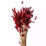 Botte de Lagurus séché bordeaux 65cm pour compositions florales et décoration fleuriste