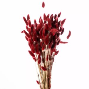 Botte de Lagurus séché bordeaux 65cm pour compositions florales et décoration fleuriste