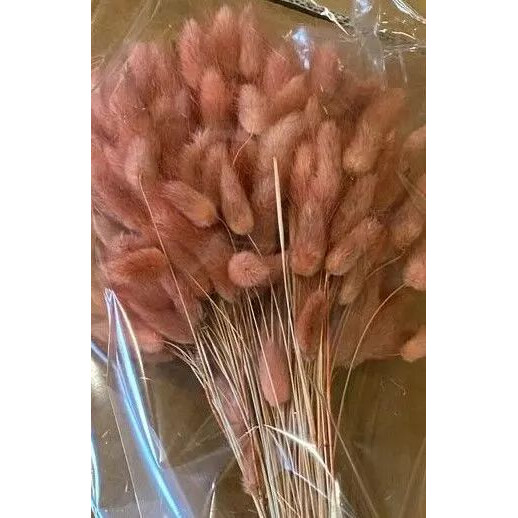 Lagurus séché terracotta 65cm en botte pour compositions florales et décoration florale professionnelle