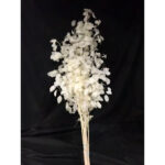 Tiges de lunaria blanchie 110 cm monnaie-du-pape séchée pour compositions florales professionnelles