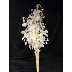 Tiges de lunaria blanchie 110 cm monnaie-du-pape séchée pour compositions florales professionnelles