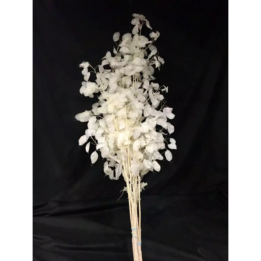 Tiges de lunaria blanchie 110 cm monnaie-du-pape séchée pour compositions florales professionnelles