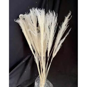 Miscanthus séché blanc 75cm en bouquet pour compositions florales et décoration