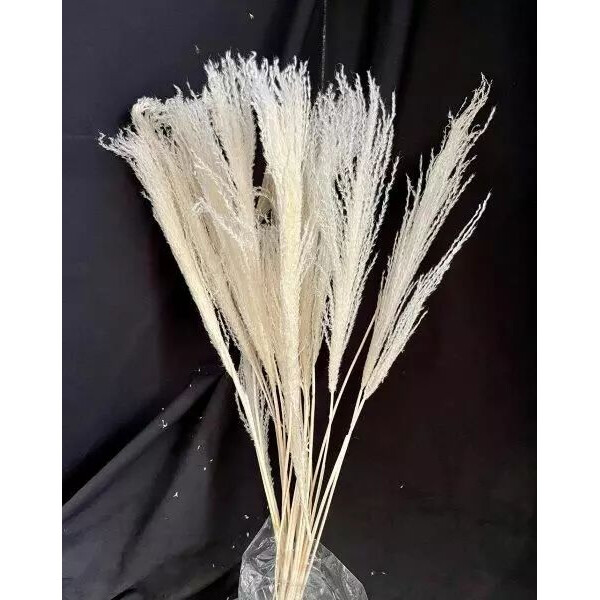 Miscanthus séché blanc 75cm en bouquet pour compositions florales et décoration
