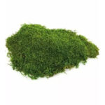 Mousse stabilisée verte 500g pour compositions florales et décoration professionnelle