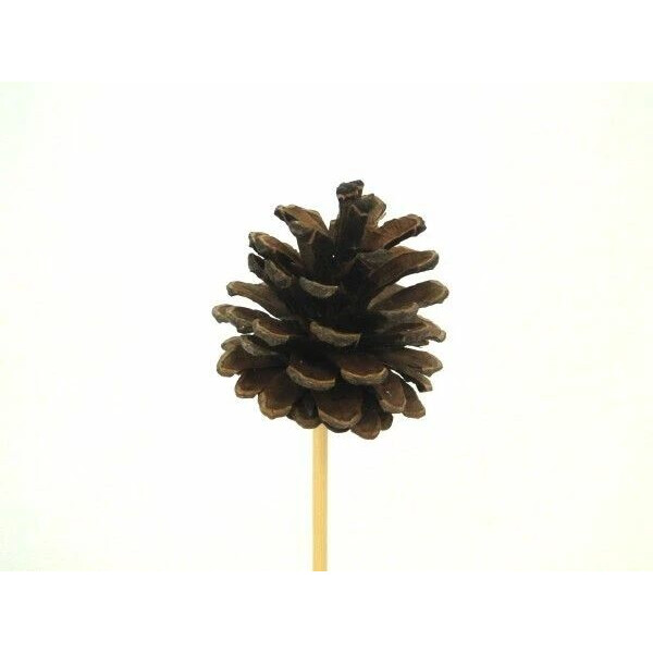 Pic pomme de pin naturel 7 cm sur tige 20 cm pour composition florale et décoration de Noël