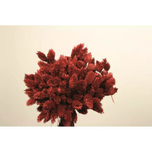 Botte de Poa Phalaris séché bordeaux 70cm pour compositions florales et décoration fleuriste
