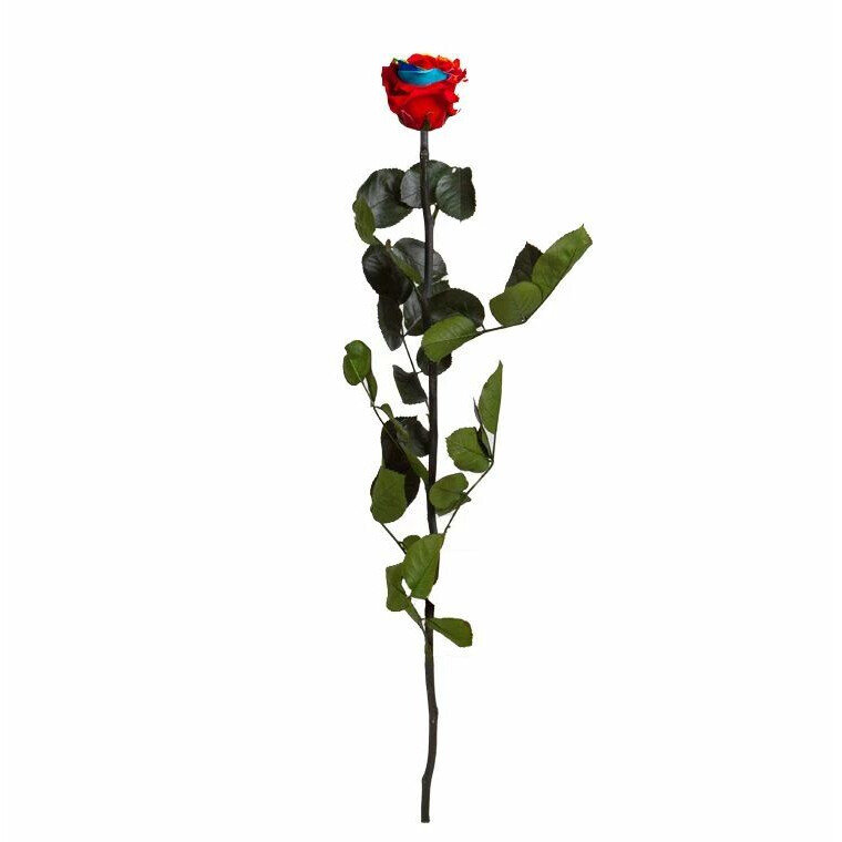 Rose stabilisée Rainbow sur tige 54cm pour compositions florales professionnelles fleuristes