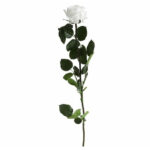 Rose stabilisée blanche naturelle sur tige de 54cm pour compositions florales professionnelles durables