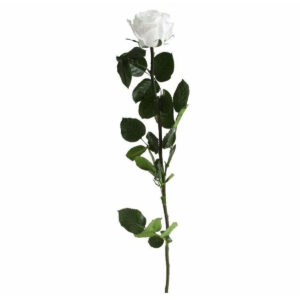 Rose stabilisée blanche naturelle sur tige de 54cm pour compositions florales professionnelles durables