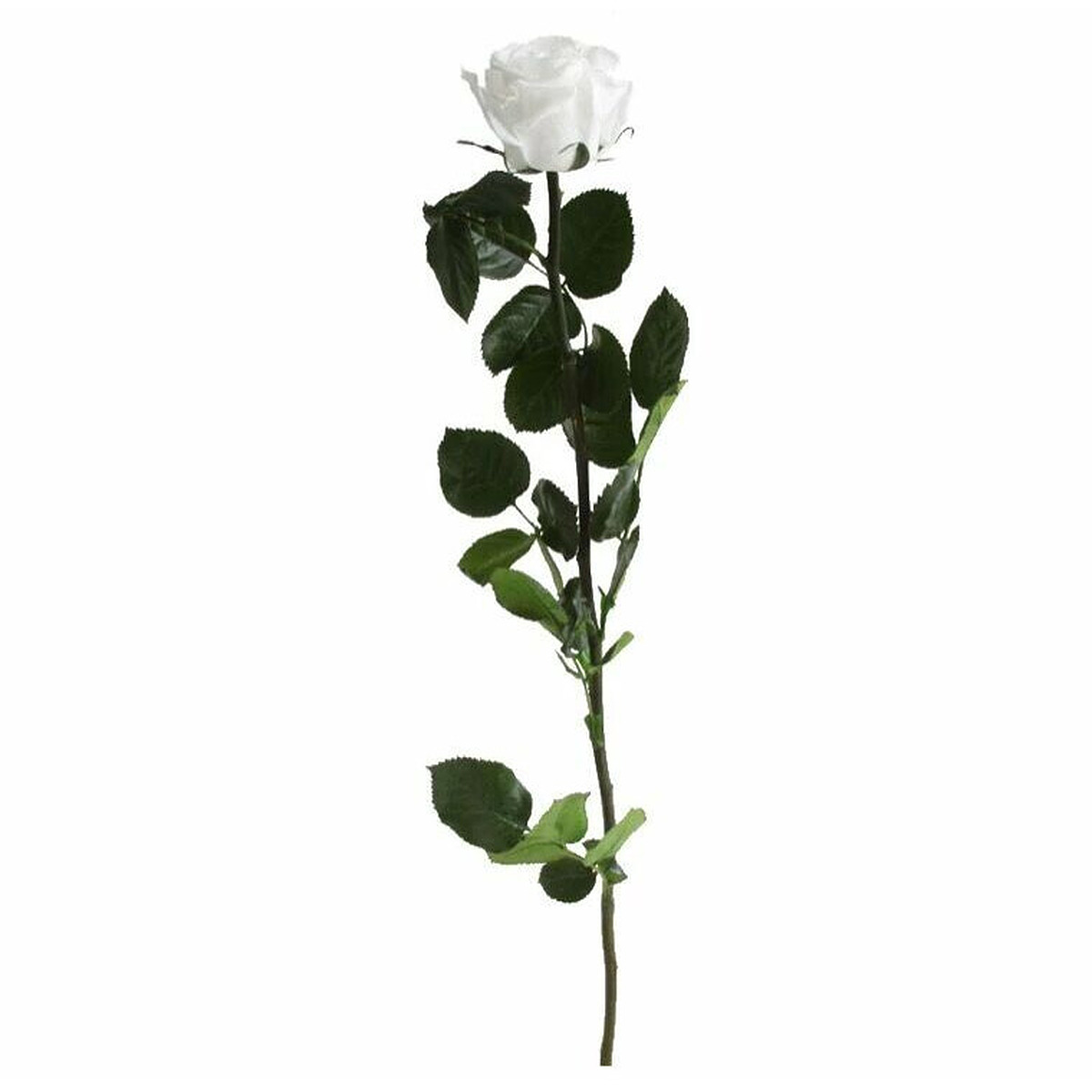 Rose stabilisée blanche naturelle sur tige de 54cm pour compositions florales professionnelles durables