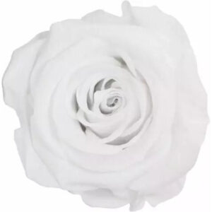 Rose stabilisée blanche naturelle VERDISSIMO pour fleuristes et compositions florales durables