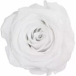 Rose stabilisée blanche naturelle pour fleuristes et compositions florales durables
