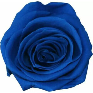 Roses stabilisées naturelles bleu foncé pour compositions florales professionnelles et décoration florale durable