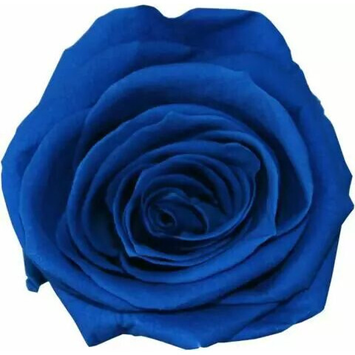 Roses stabilisées naturelles bleu foncé pour compositions florales professionnelles et décoration florale durable