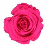 Rose stabilisée naturelle fuchsia pour compositions florales professionnelles fleuriste