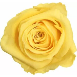 Roses stabilisées jaune clair pour fleuristes, lot de 6 fleurs naturelles préservées
