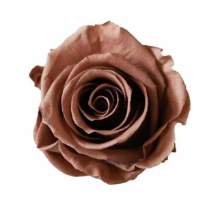Rose stabilisée naturelle couleur moka pour fleuriste et compositions florales durables