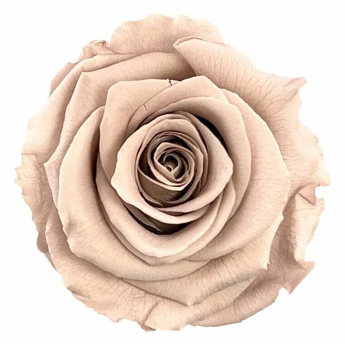 Rose stabilisée naturelle couleur noisette pour compositions florales professionnelles et créations fleuriste