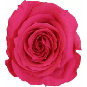 Rose stabilisée premium cyclamen sur tige 26cm VERDISSIMO pour compositions florales professionnelles