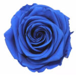 Rose stabilisée premium bleu saphir sur tige 54cm pour compositions florales professionnelles et bouquets de mariage durables