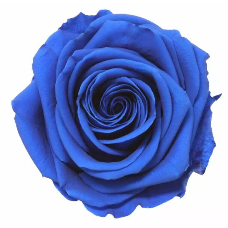 Rose stabilisée premium bleu saphir sur tige 54cm VERDISSIMO pour compositions florales professionnelles et bouquets de mariage durables