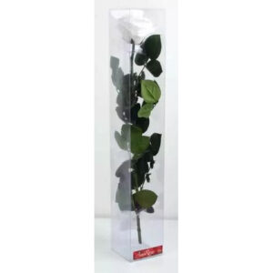 Rose stabilisée blanche naturelle VERDISSIMO sur tige 54cm pour compositions florales professionnelles