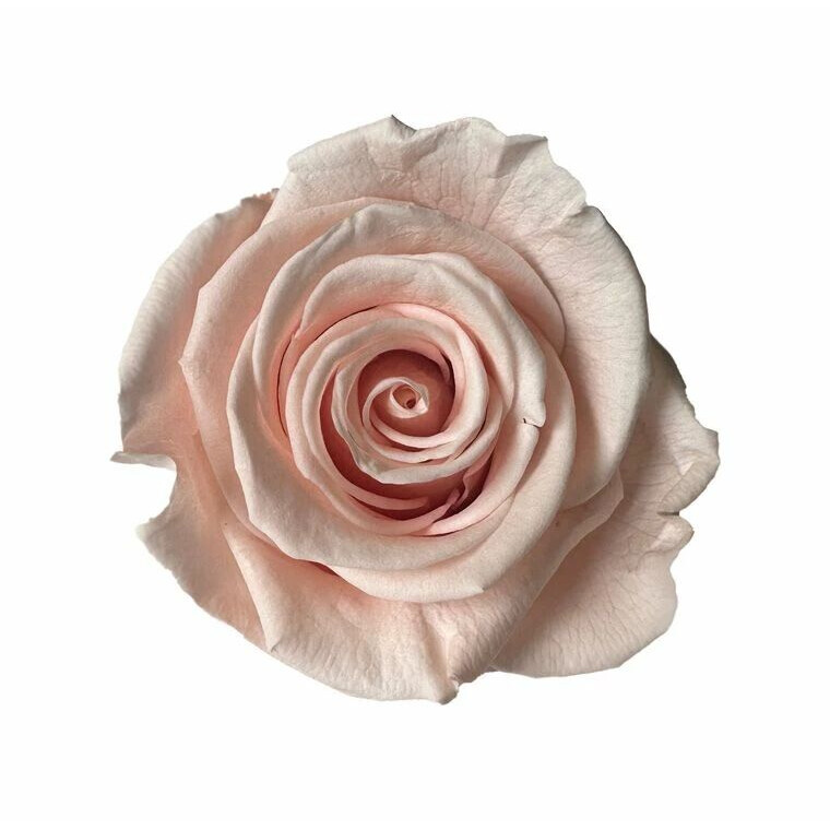 Rose stabilisée rose pâle pour compositions florales professionnelles fleuristes