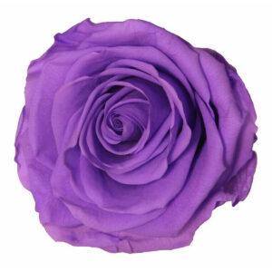 Lot de 6 roses stabilisées lilas pour compositions florales et créations de fleuristes professionnels