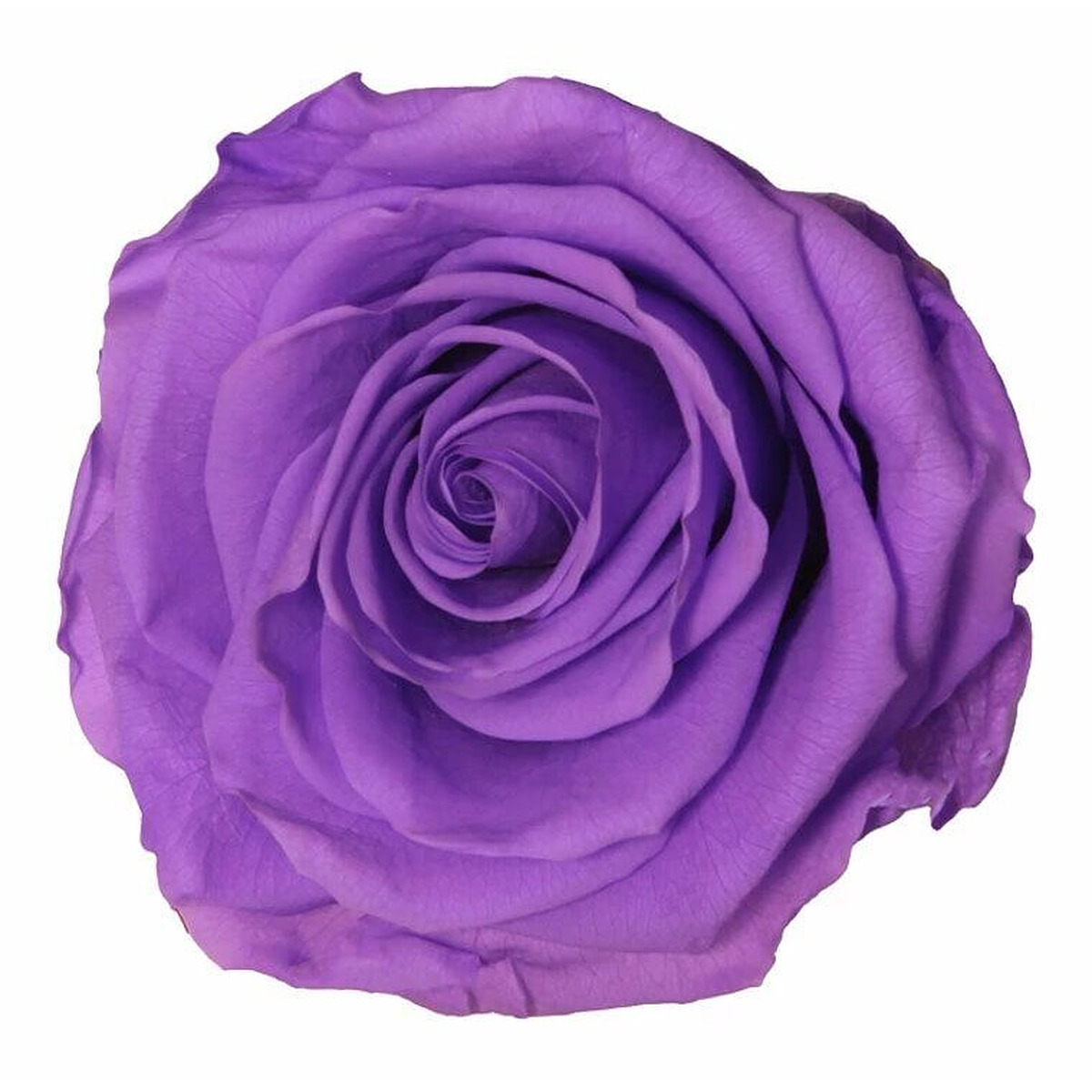 Lot de 6 roses stabilisées lilas pour compositions florales et créations de fleuristes professionnels