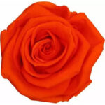 Rose stabilisée orange pour fleuristes, conditionnement lot de 6 unités pour compositions florales