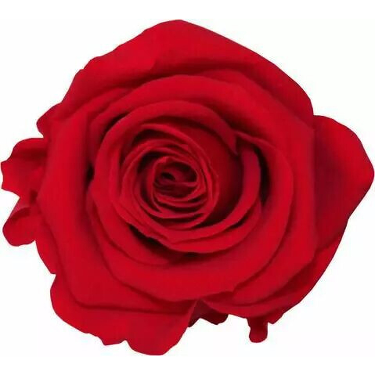 Rose stabilisée rouge standard pour compositions florales professionnelles fleuristes