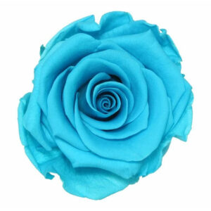 Rose stabilisée turquoise pour fleuriste, lot de 6 roses naturelles sublimées