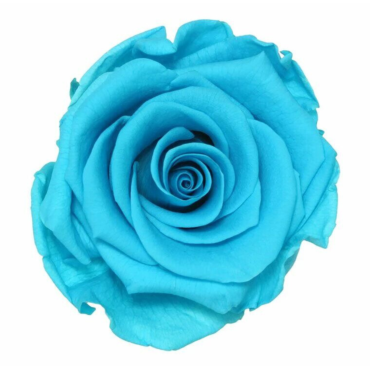 Rose stabilisée turquoise pour fleuriste, lot de 6 roses naturelles sublimées